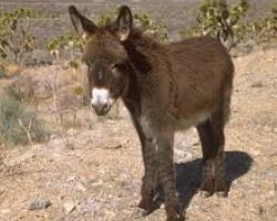WHAT DOES IT MEAN TO DREAM OF A DONKEY